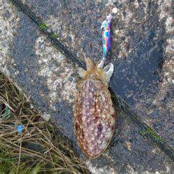 コウイカエギング