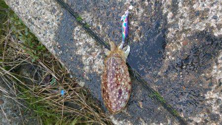 コウイカエギング