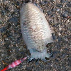 コウイカエギング