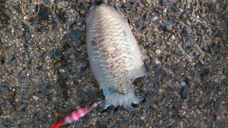 コウイカエギング