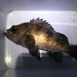 またまた親海公園