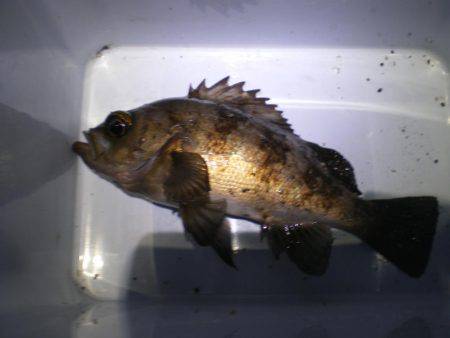 またまた親海公園