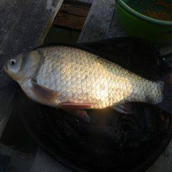 久しぶりの釣果