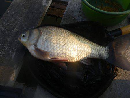 久しぶりの釣果