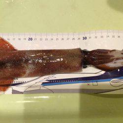 友達とヤリイカ釣り