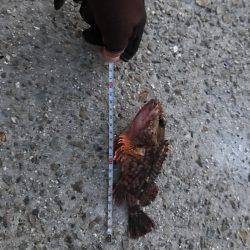 ライトワインド釣果