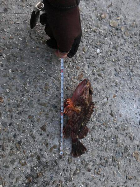 ライトワインド釣果