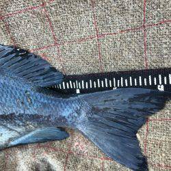 宇和島沖磯グレ