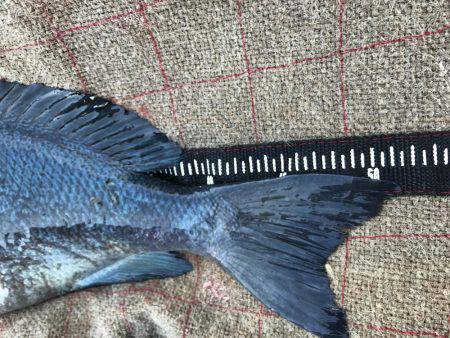 宇和島沖磯グレ