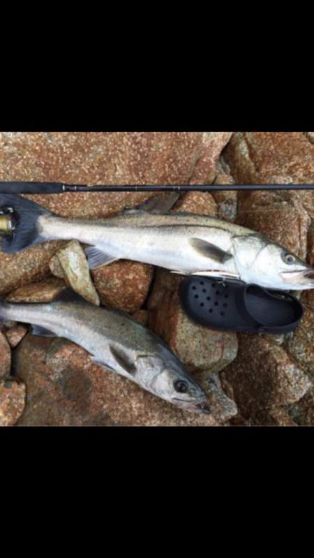 意外な場所で磯マル