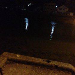 河口でシロウオパターン