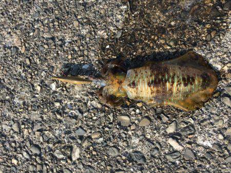 休みの日は強風