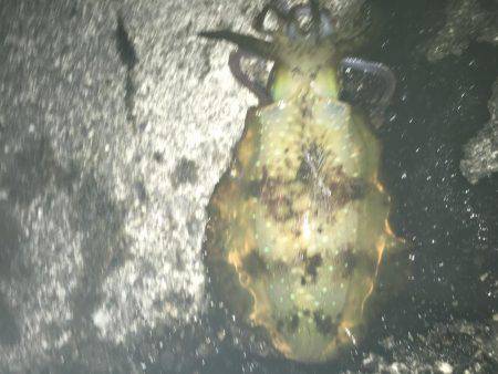 アオリイカが食べたくて