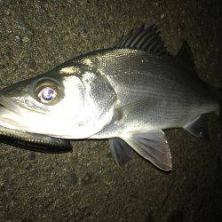 帰ってきたセイゴ！