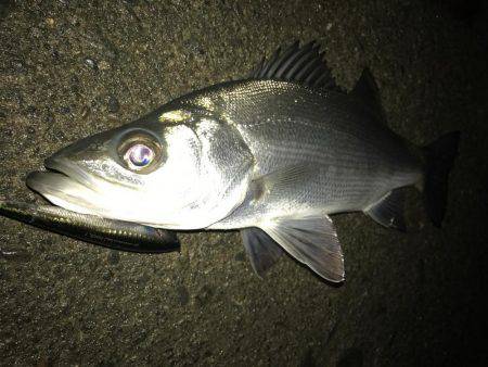 帰ってきたセイゴ！