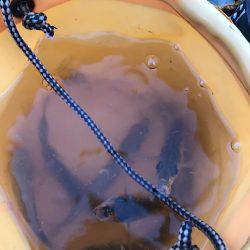 子供とトットパーク釣行