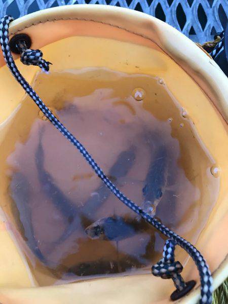 子供とトットパーク釣行