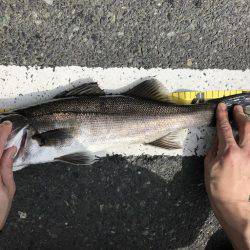 ロックのち湾奥