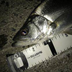 やっぱりセイゴ…