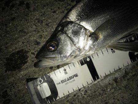 やっぱりセイゴ…