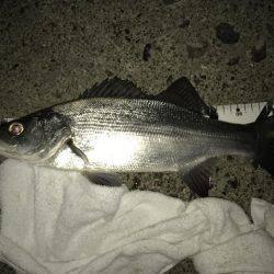 今夜もセイゴ！