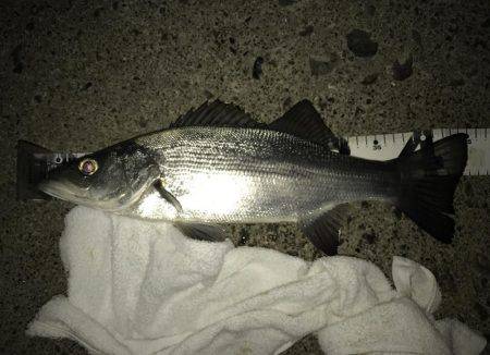 今夜もセイゴ！