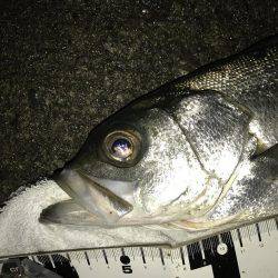 チョット変わった顔