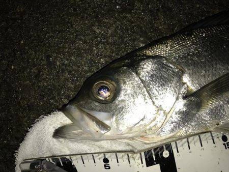 チョット変わった顔