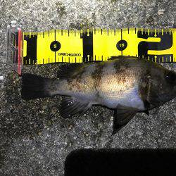 仕事帰りにメバリング