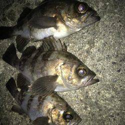 プラグで良型メバル！