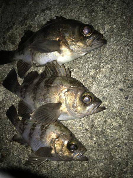 プラグで良型メバル！