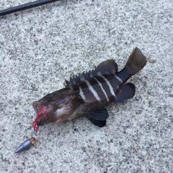 グレ釣りからカサゴ釣り