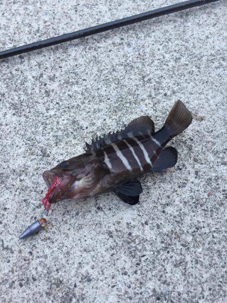 グレ釣りからカサゴ釣り