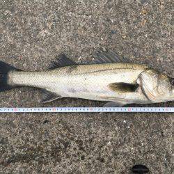 マイクロベイトパターン?