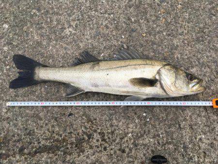 マイクロベイトパターン?