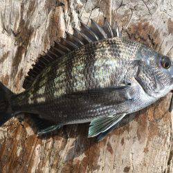 釣り上げるまでわからんなぁ。