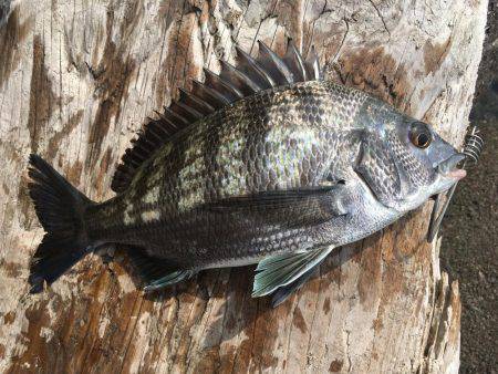 釣り上げるまでわからんなぁ。