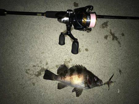 メバルプラッキング