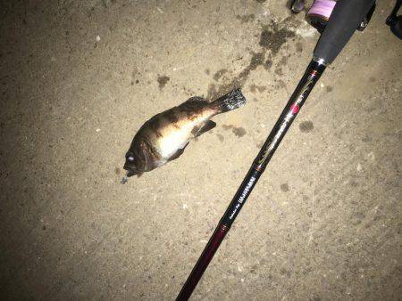 シーバスからのメバリング