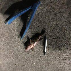 自作キャロで粘りました