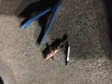 自作キャロで粘りました