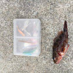 自作キャロのテストだよ