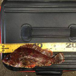 まずまずの活性