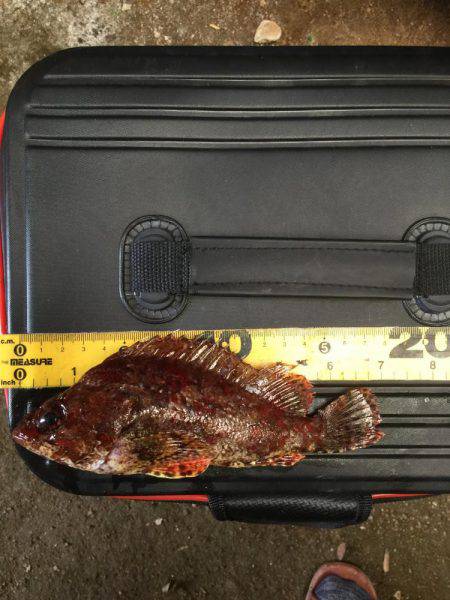 まずまずの活性