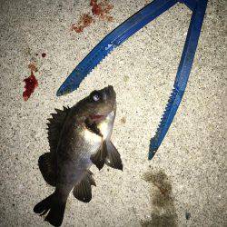 お魚さがしてあっちコッチ