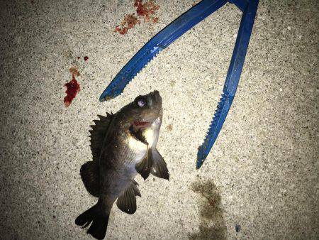 お魚さがしてあっちコッチ