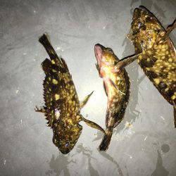 シーバス 初めましたー