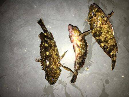 シーバス 初めましたー