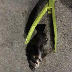 自作キャロがいい感じ