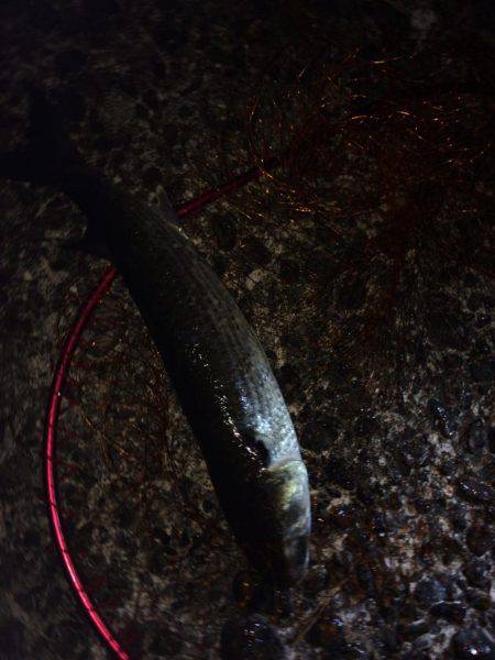 ミサイルみたいなあの子